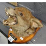 Taxidermy - mounted snarling fox mask on wooden shield, with label 'Saethwyd Gan Ty Glyndwr