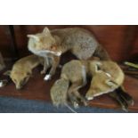 Three specimen foxes, uncased. (B.P. 21% + VAT)