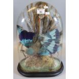 Taxidermy - cased specimen study of an exotic multi-coloured bird amongst foliage in glass dome on