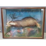Taxidermy - cased specimen badger with baby rabbit prey on rockwork amongst foliage, probably by