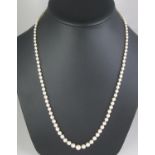 String of graduated cultured pearls with pearl set silver gilt box clasp. Length 61cm (24