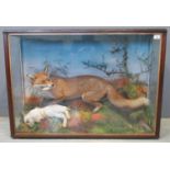 Taxidermy - cased specimen red fox with rabbit prey amongst foliage, ferns and branches, probably by