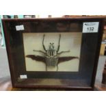 A framed and mounted specimen Goliath beetle, possibly a facsimile, glazed box frame. (B.P. 21% +