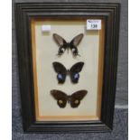 Three specimen butterflies mounted in a glazed frame. (B.P. 21% + VAT)