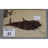 Natural stone tablet with fossilised fish. 14.5cm long. (B.P. 21% + VAT)