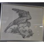 Elizabeth Foster, 'Red Kite on prey', pencil drawing, signed and dated 1977, 52 x 63cm approx,