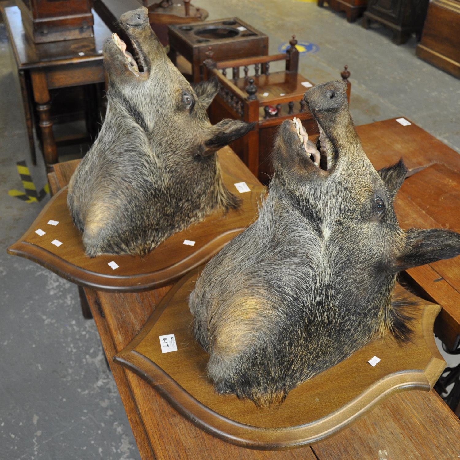 Pair of Boars heads on shield-shaped plaques by P. Gourvil. Modern. (2) (B.P. 21 + VAT)