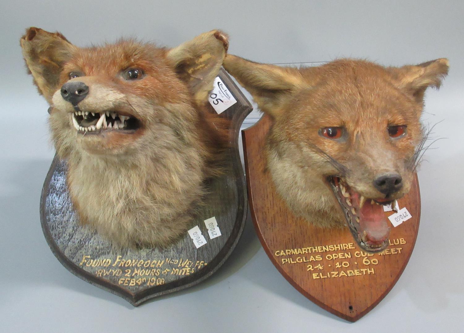 Two similar mounted taxidermy fox masks on oak shields, 'Carmarthenshire Hunt Club' dated 24.10.