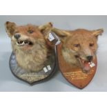 Two similar mounted taxidermy fox masks on oak shields, 'Carmarthenshire Hunt Club' dated 24.10.
