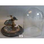 Taxidermy. Two specimen Kingfishers on a branch, circular mirrored base with glass dome (dome af).