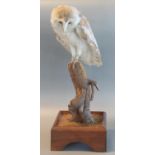 Taxidermy Mounted common barn owl on tree stump. 53cm high approx. Together with EU certificate. (