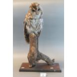 Taxidermy - specimen tawny owl on tree stump. With EU certificate. 55cm high approx. (B.P. 21% +