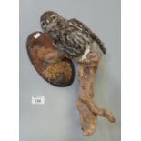 Taxidermy - specimen little owl on dead branch, wall mounted, with EU certificate. (B.P. 21% + VAT)