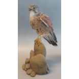 Taxidermy Mounted Eurasian kestrel on simulated rockwork base. Overall 34cm high approx. Together
