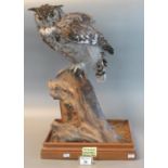 Taxidermy - specimen African spotted eagle owl on stump. 53cm high approx. (B.P. 21% + VAT)