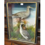 Taxidermy - cased specimen study of a Curlew on rockwork with Grebe amongst foliage, by Hutchings of