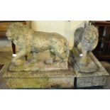 Handed pair of weathered composition stone garden male lions on separate plinth bases, their front