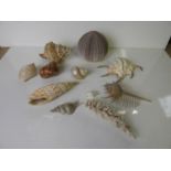 Shells