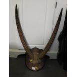 Mounted Antlers