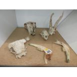 Animal Skulls