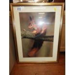 Framed Photograph - Red Squirrel