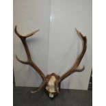 Mounted Antlers