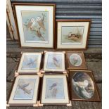 Collection of Framed Prints - Birds etc