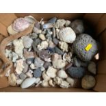 Box of Pebbles and Shells etc