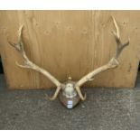 Ten Point Mounted Antlers