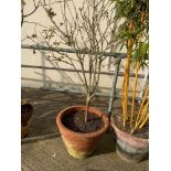 Terracotta Planter with Hibiscus