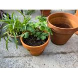Terracotta and Other Planter with Plants