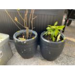 2x Planters with Plants - Magnolia and Acuba