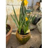 Terracotta Planter with Daffodils, Magnolia