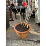 Terracotta Planter with Hibiscus