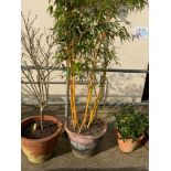 Terracotta Planter with Bamboo