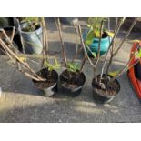 3x Potted Shrubs