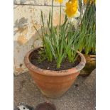 Large Terracotta Planter with Daffodils and Clematis