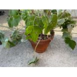 Terracotta Pot with Old English Geranium