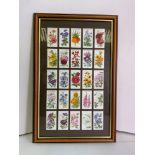 Framed Cigarette Cards - Old English Garden Flowers