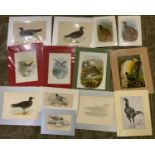 25x Mounted Bird Prints