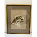 Signed Framed Painting - Goshawk by Ann Ken