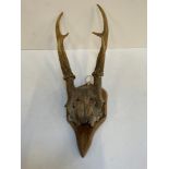 Mounted Antlers