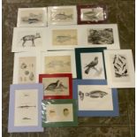 Collection of 19th Century Mounted Natural History Prints - Approx 30