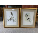 Pair of Gilt Framed Bird Prints