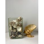 Glass Vase of Shells