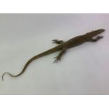 Taxidermy Study of a Lizard - 90cm