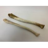 2x Late 19th/Early 20th Century - Ossiks Walrus Penis Bones - Used by Inuits as Clubs