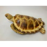 Taxidermy Study of a Turtle - 50cm Long