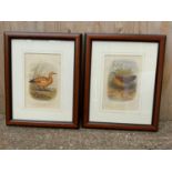 2x Framed Prints Ruddy Shieldrake Painted Spur Fowl