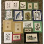 Approx 25 Mounted 19th Century Prints of Birds